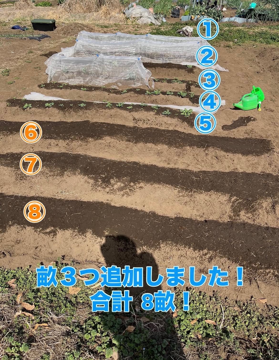 畑の写真