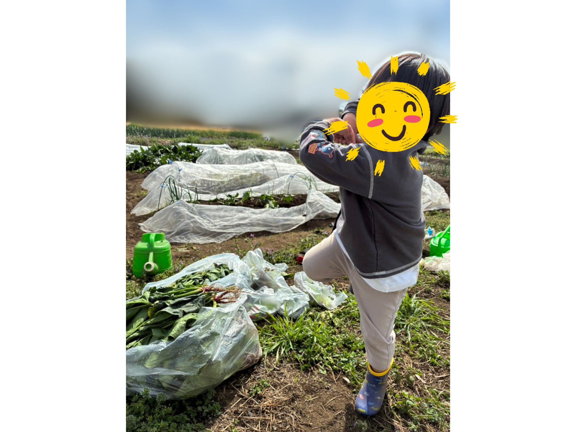 畑の写真