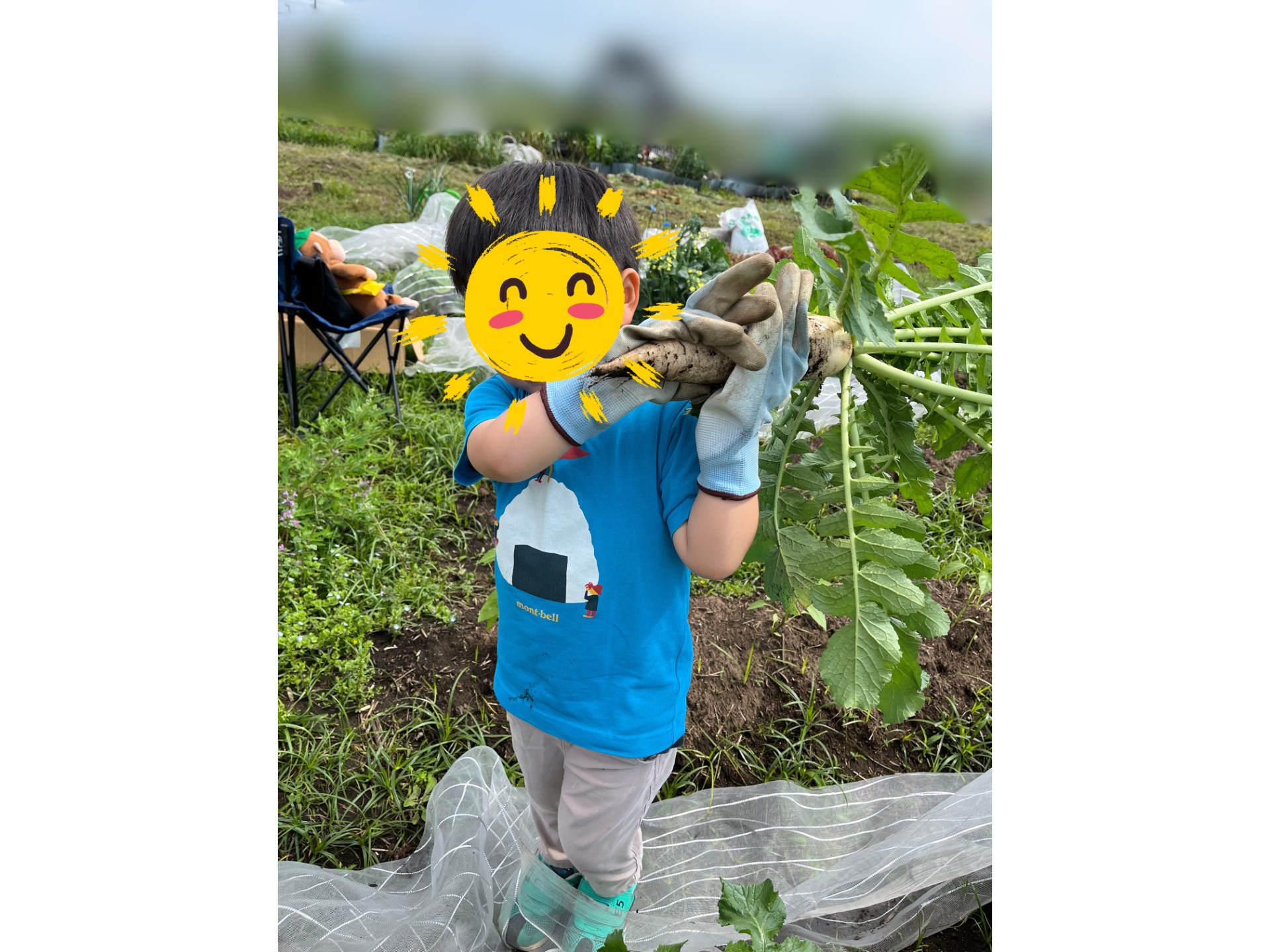 畑の写真