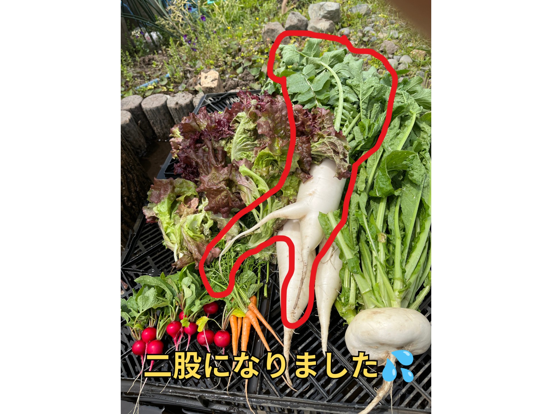 畑の写真