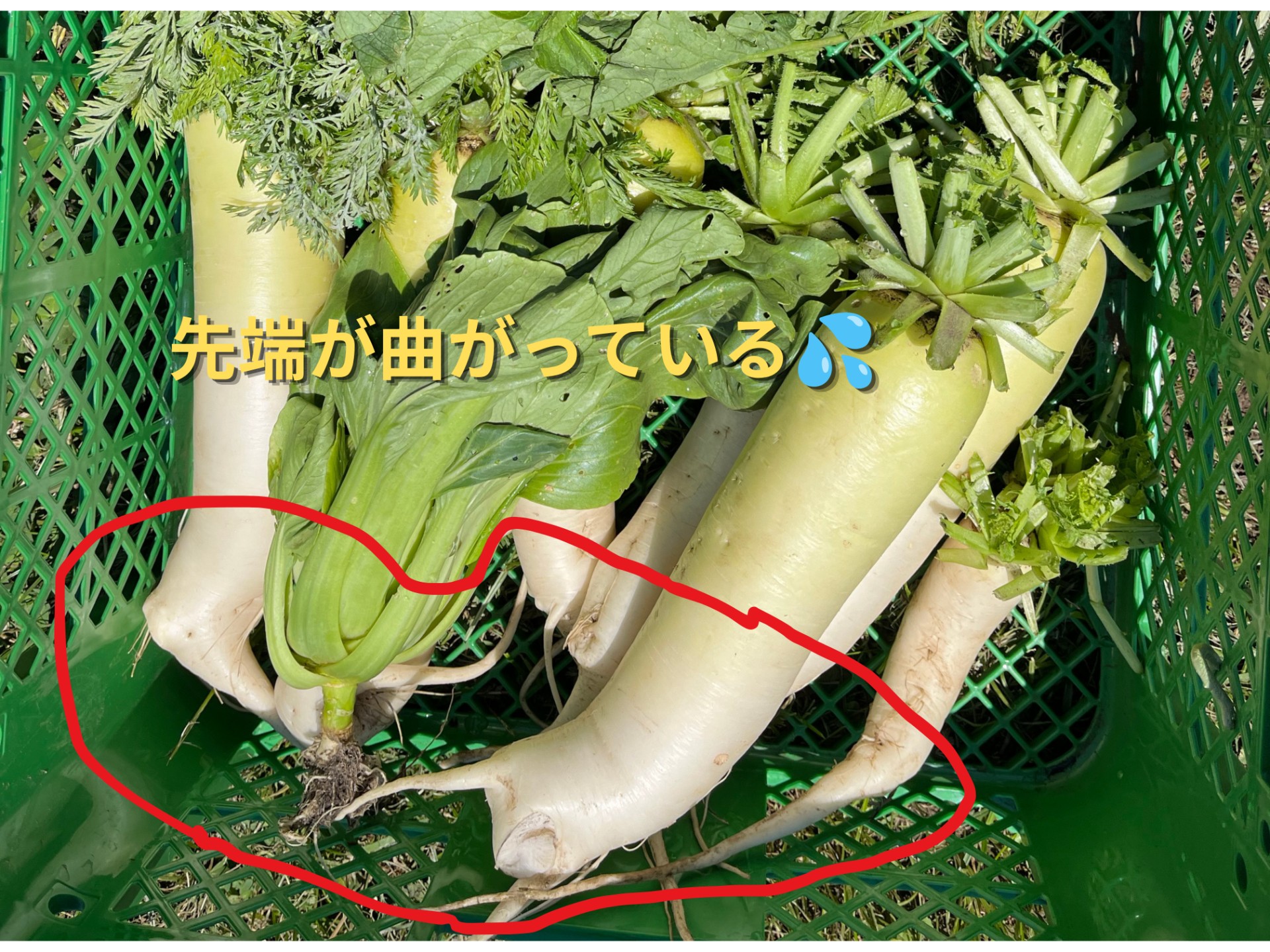 畑の写真
