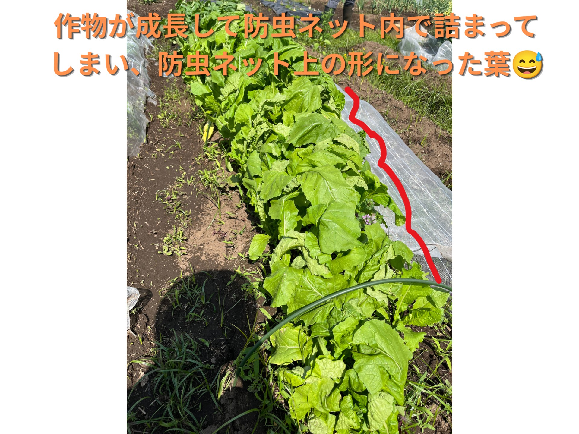 畑の写真