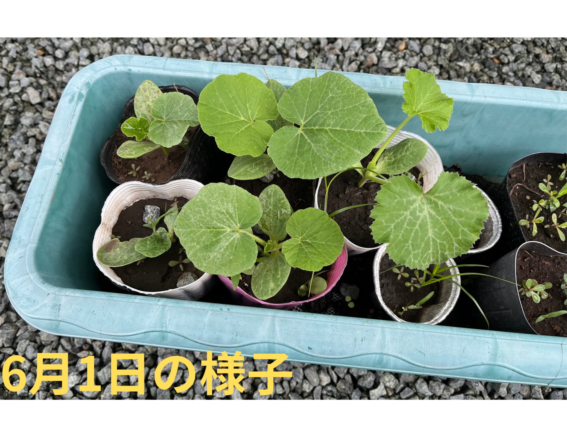 畑の写真