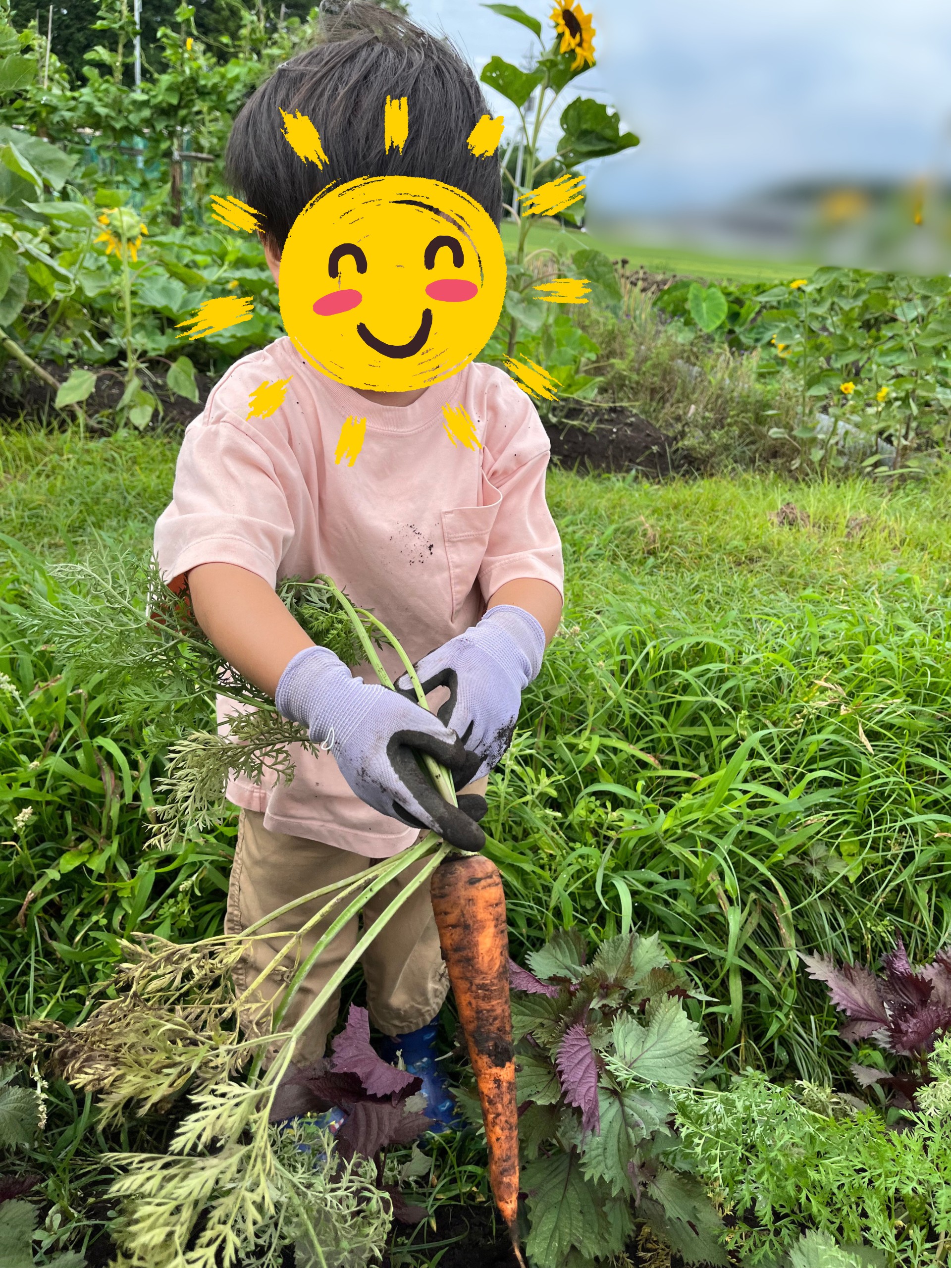 畑の写真