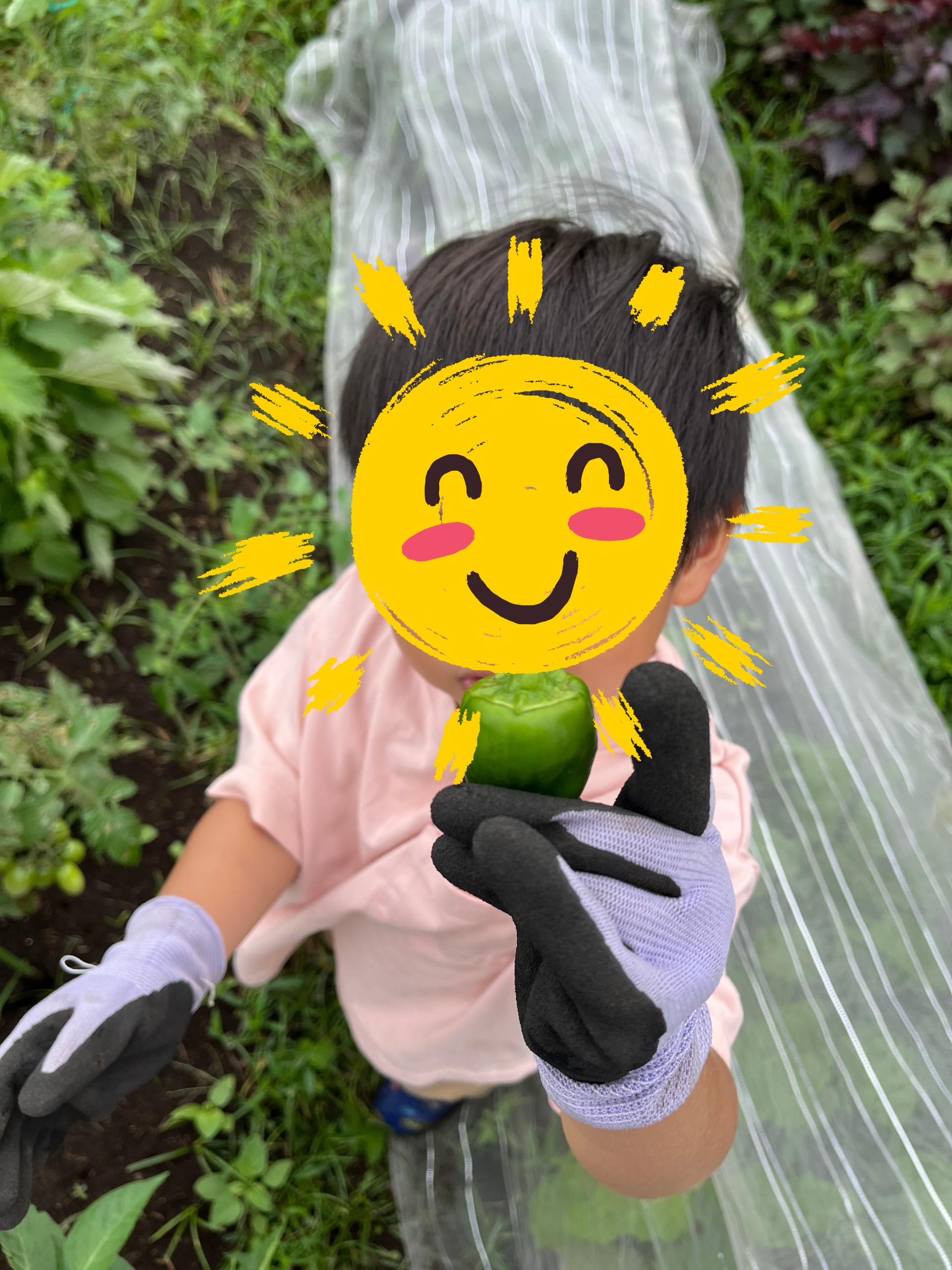 畑の写真