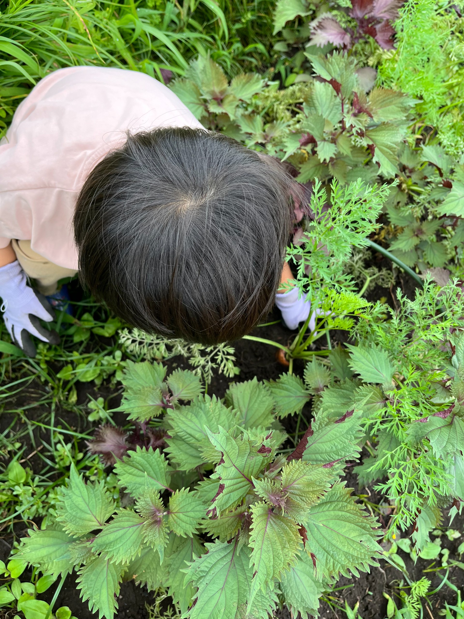 畑の写真