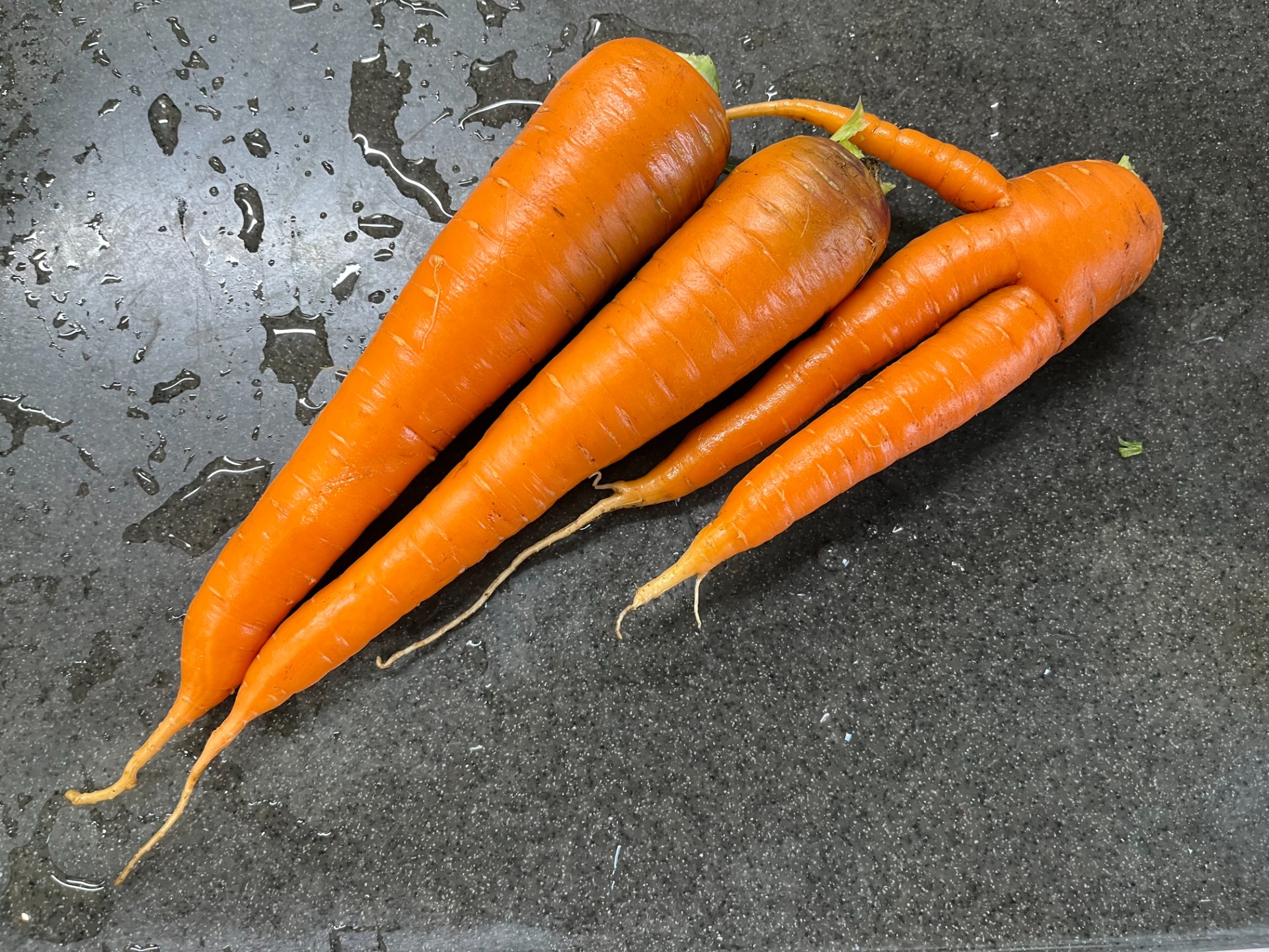 畑の写真