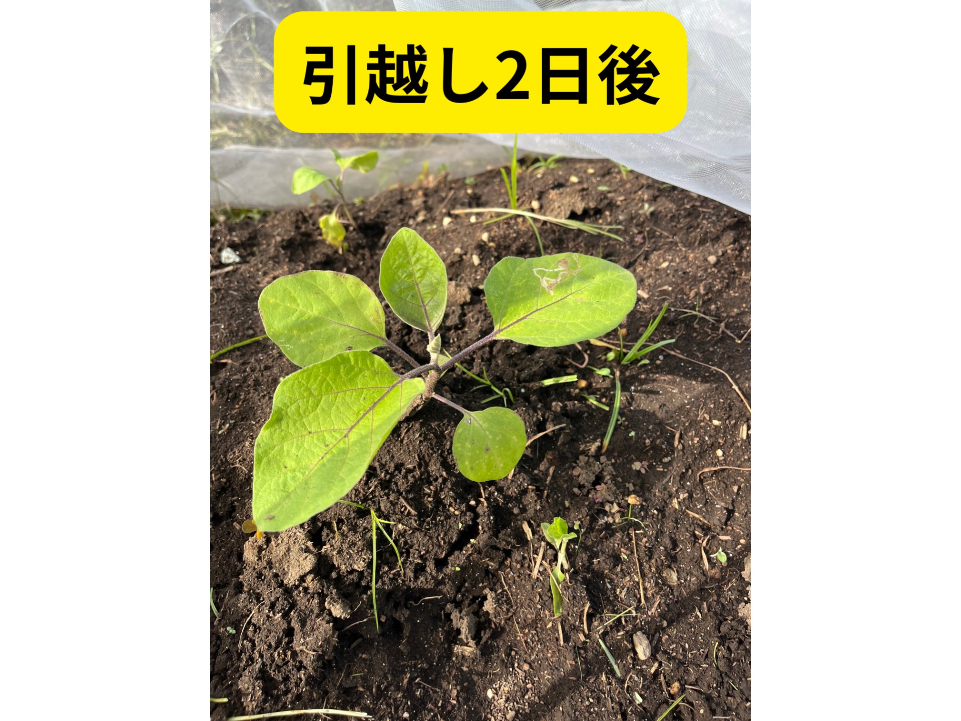 畑の写真