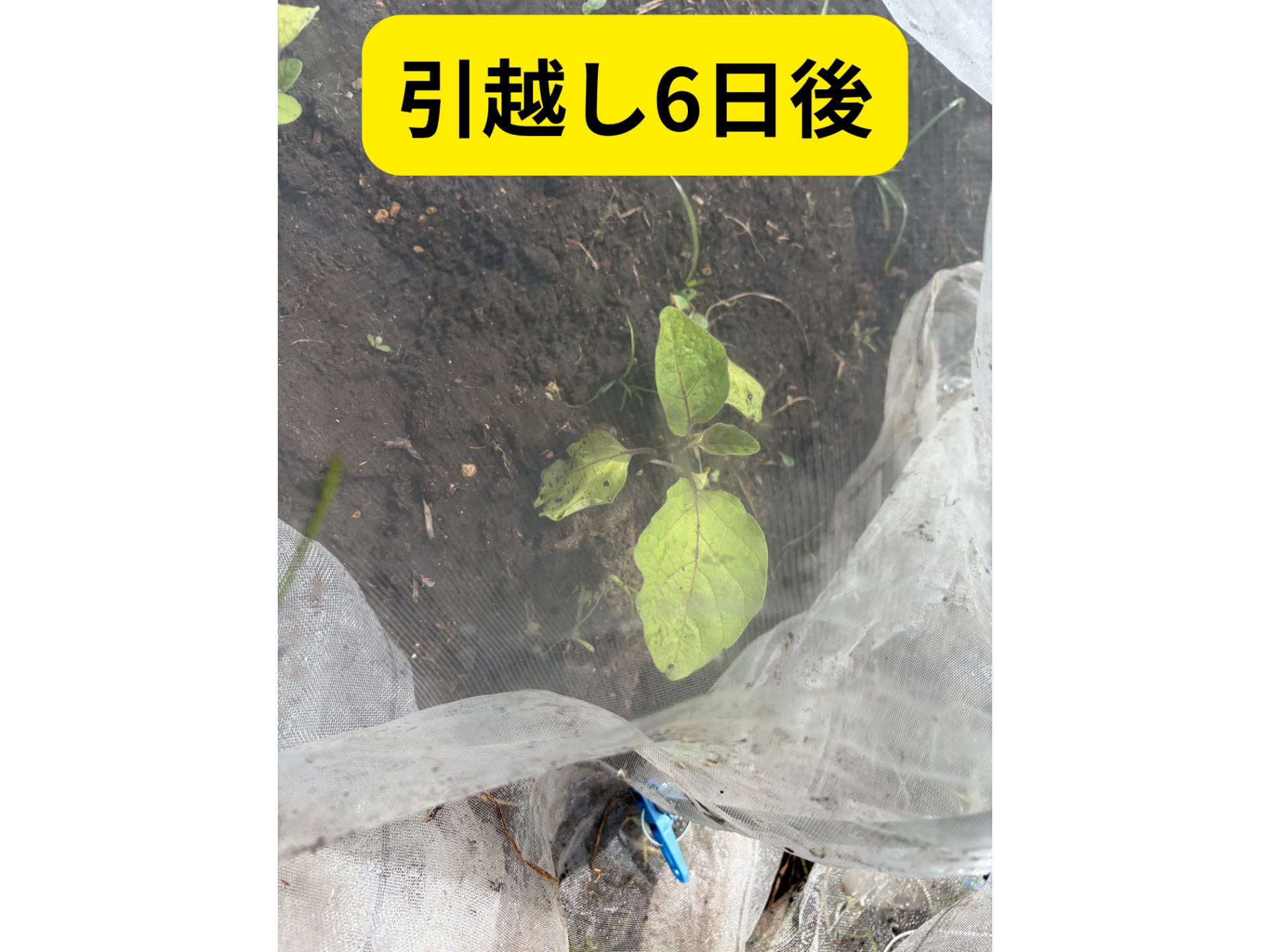 畑の写真