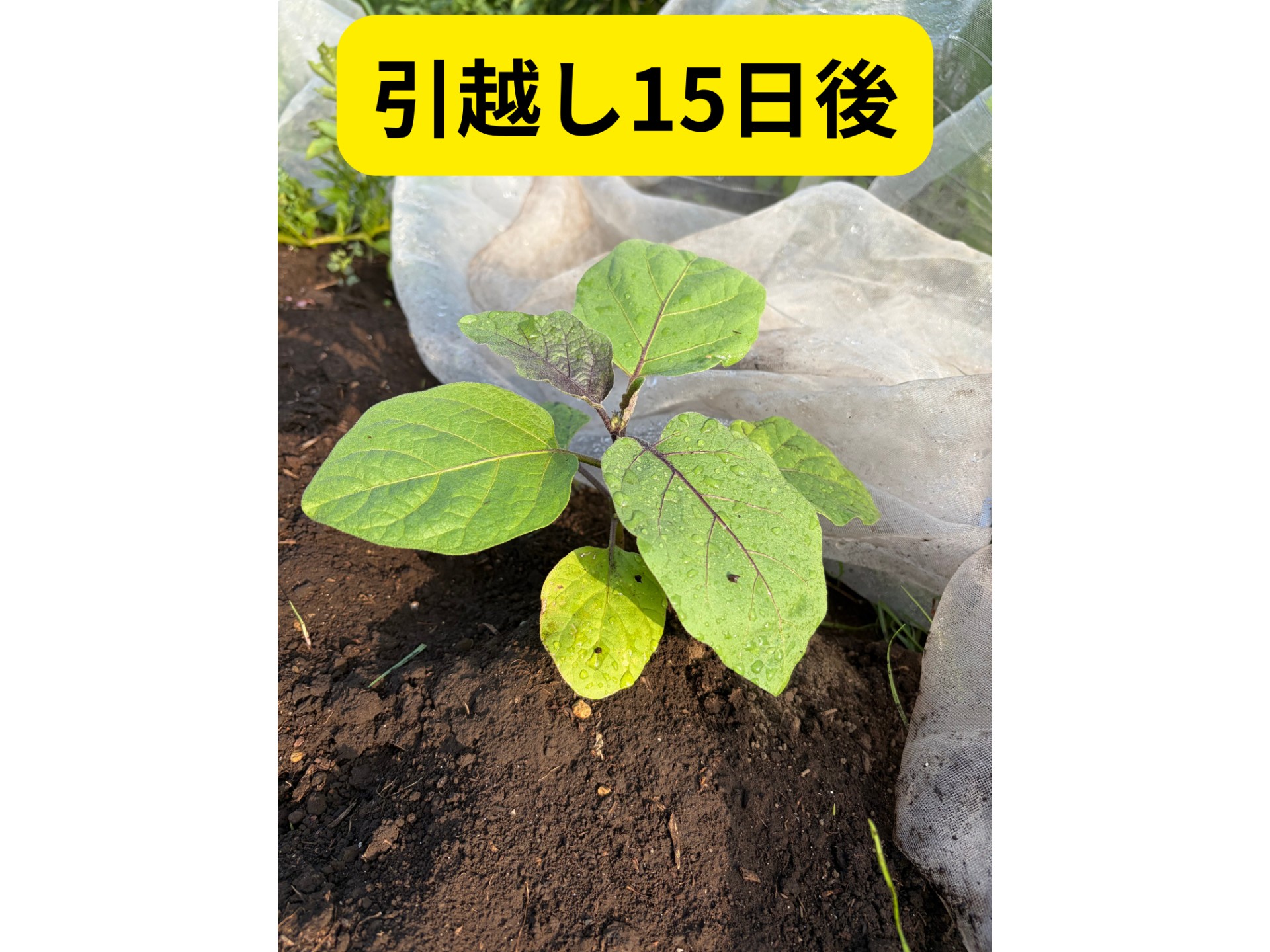 畑の写真