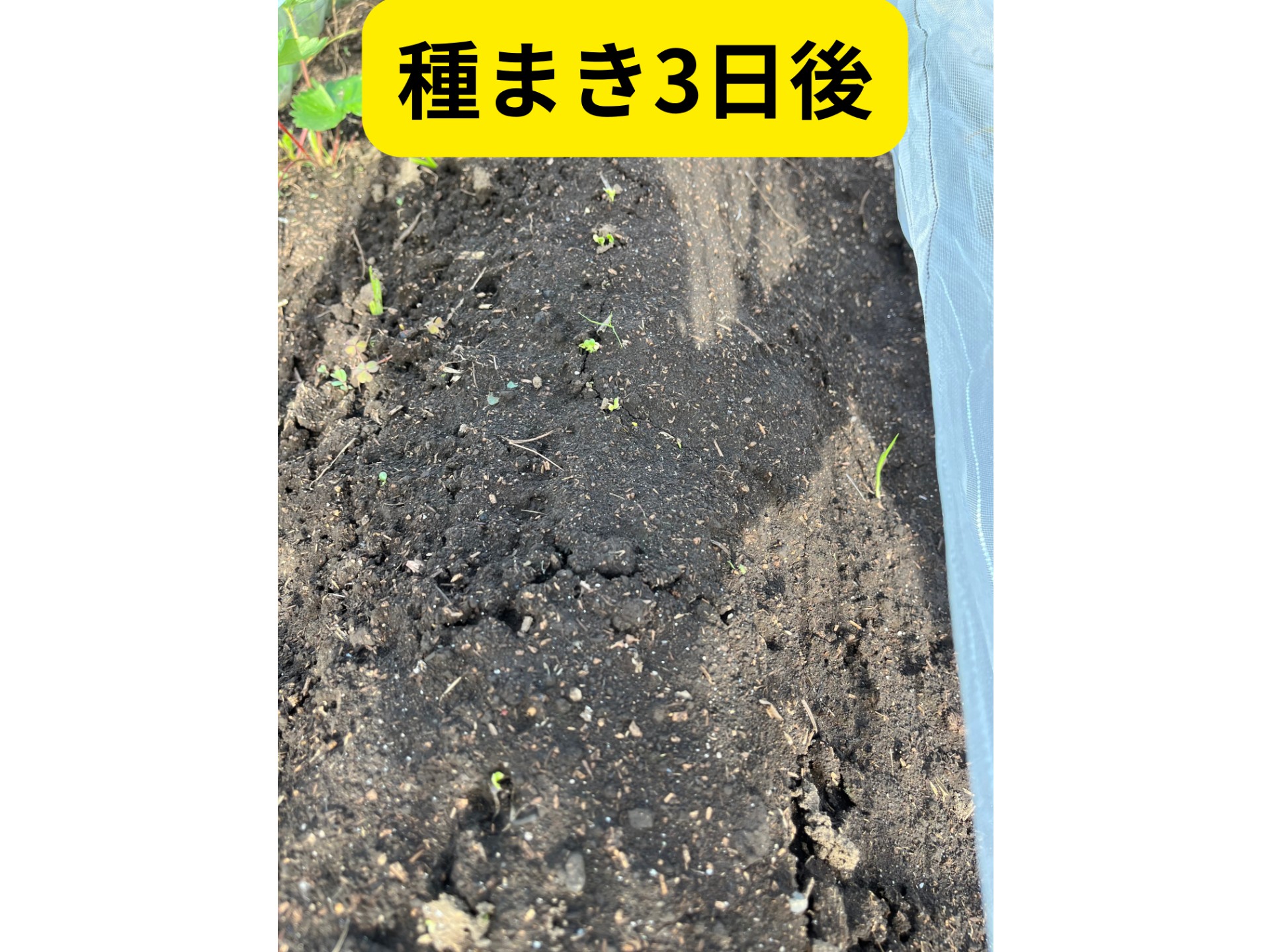 畑の写真