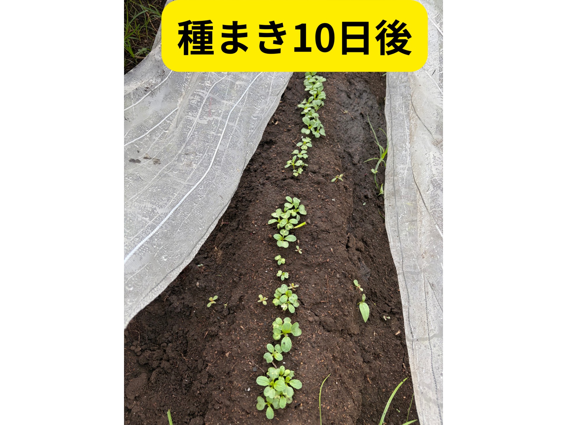 畑の写真
