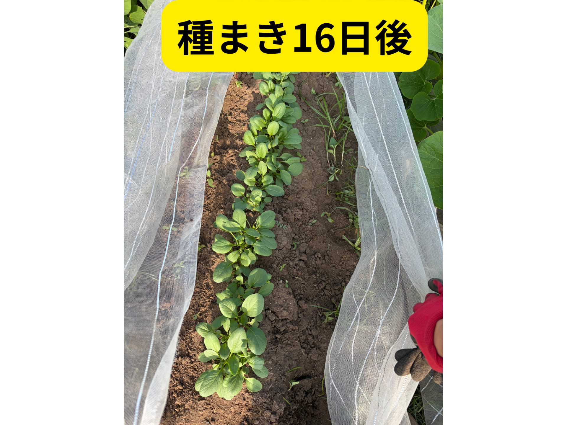 畑の写真
