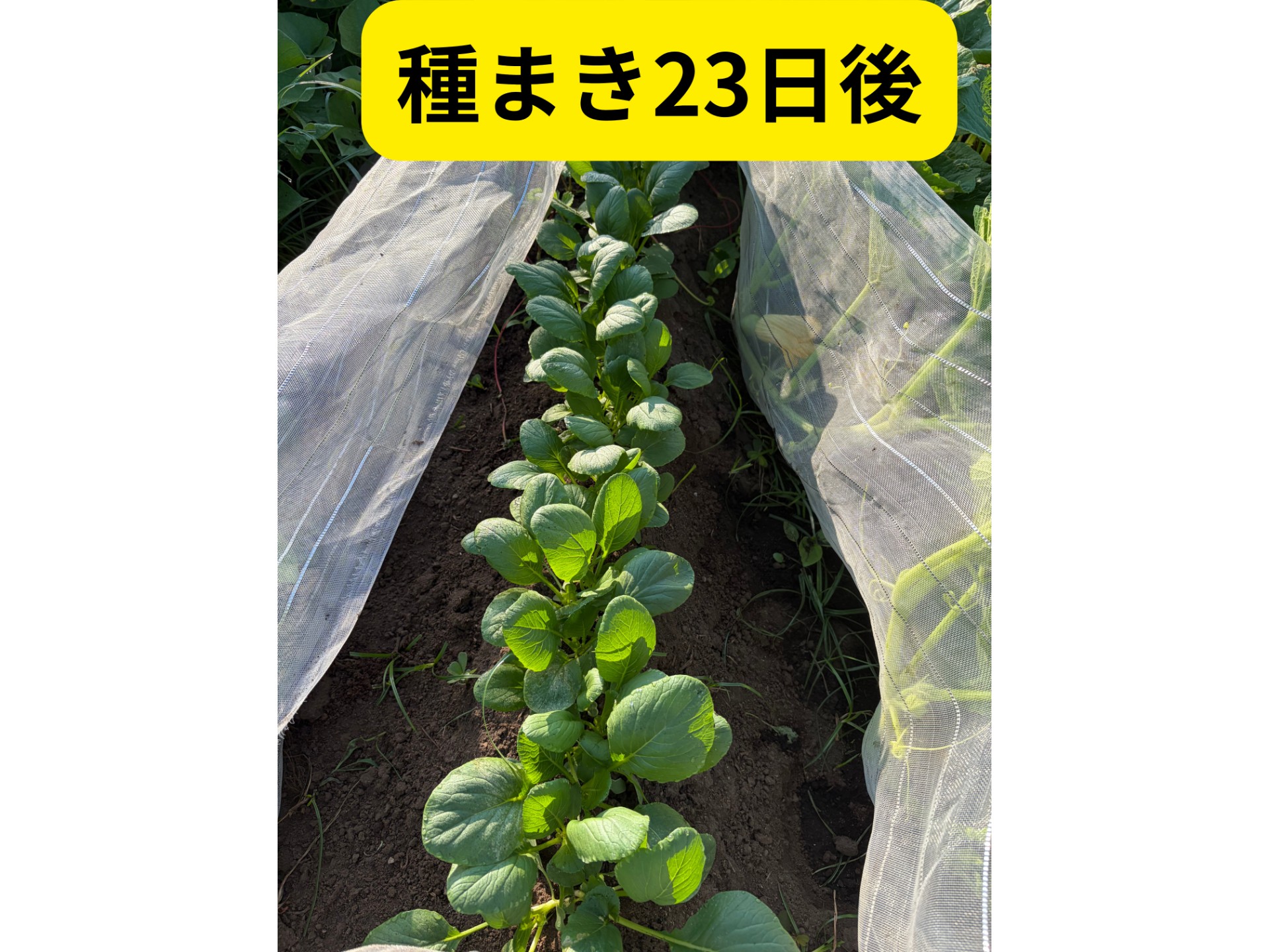畑の写真