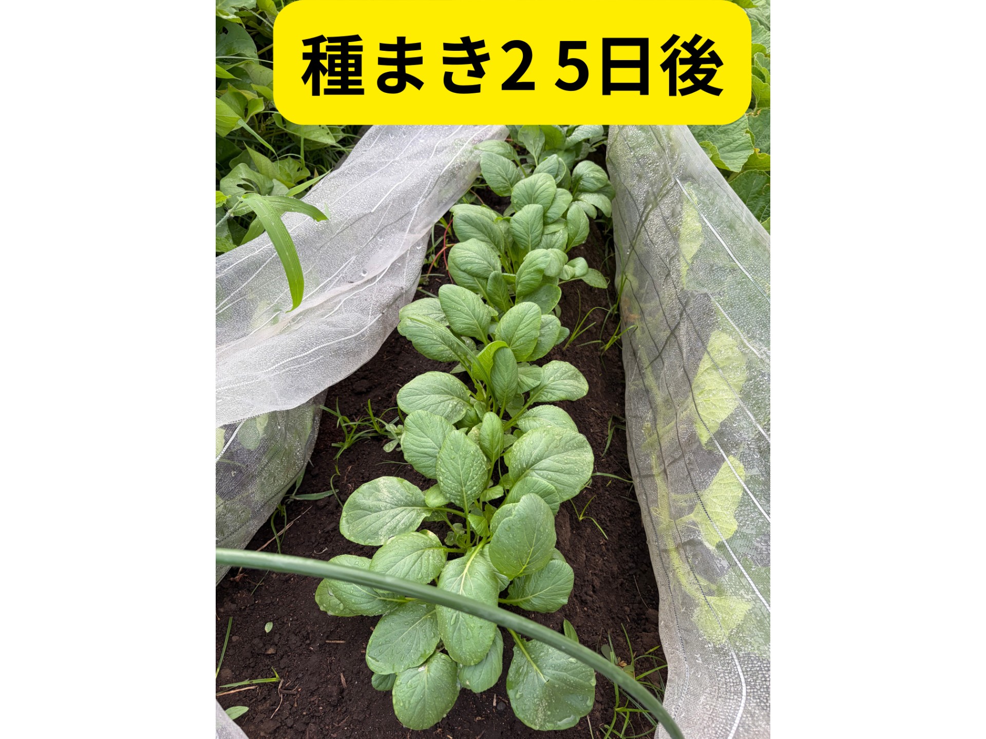 畑の写真