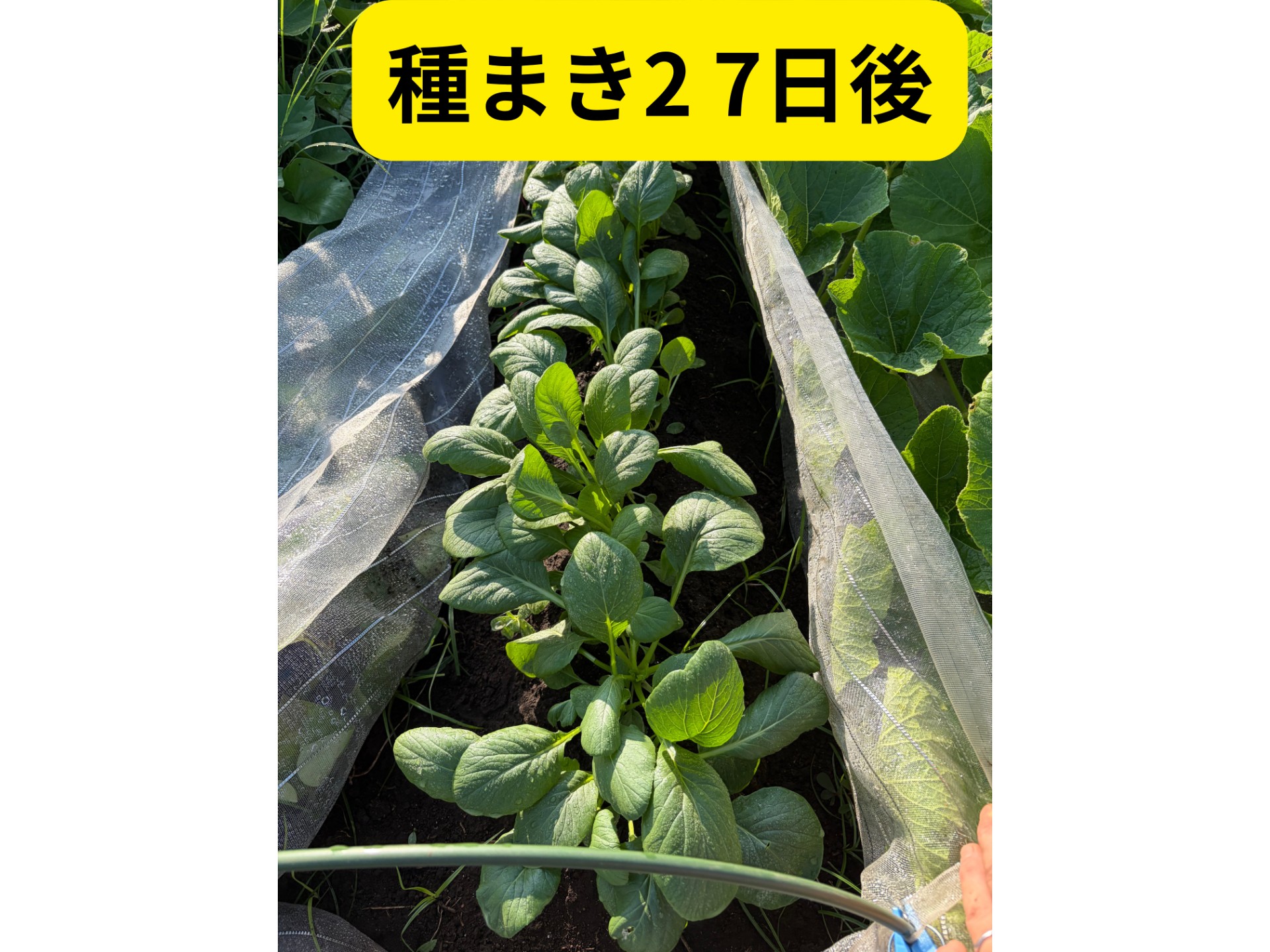 畑の写真