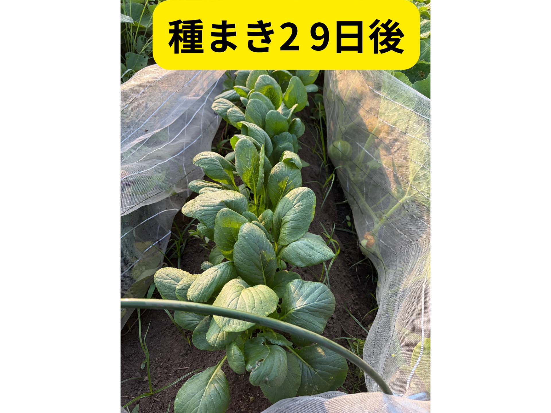 畑の写真
