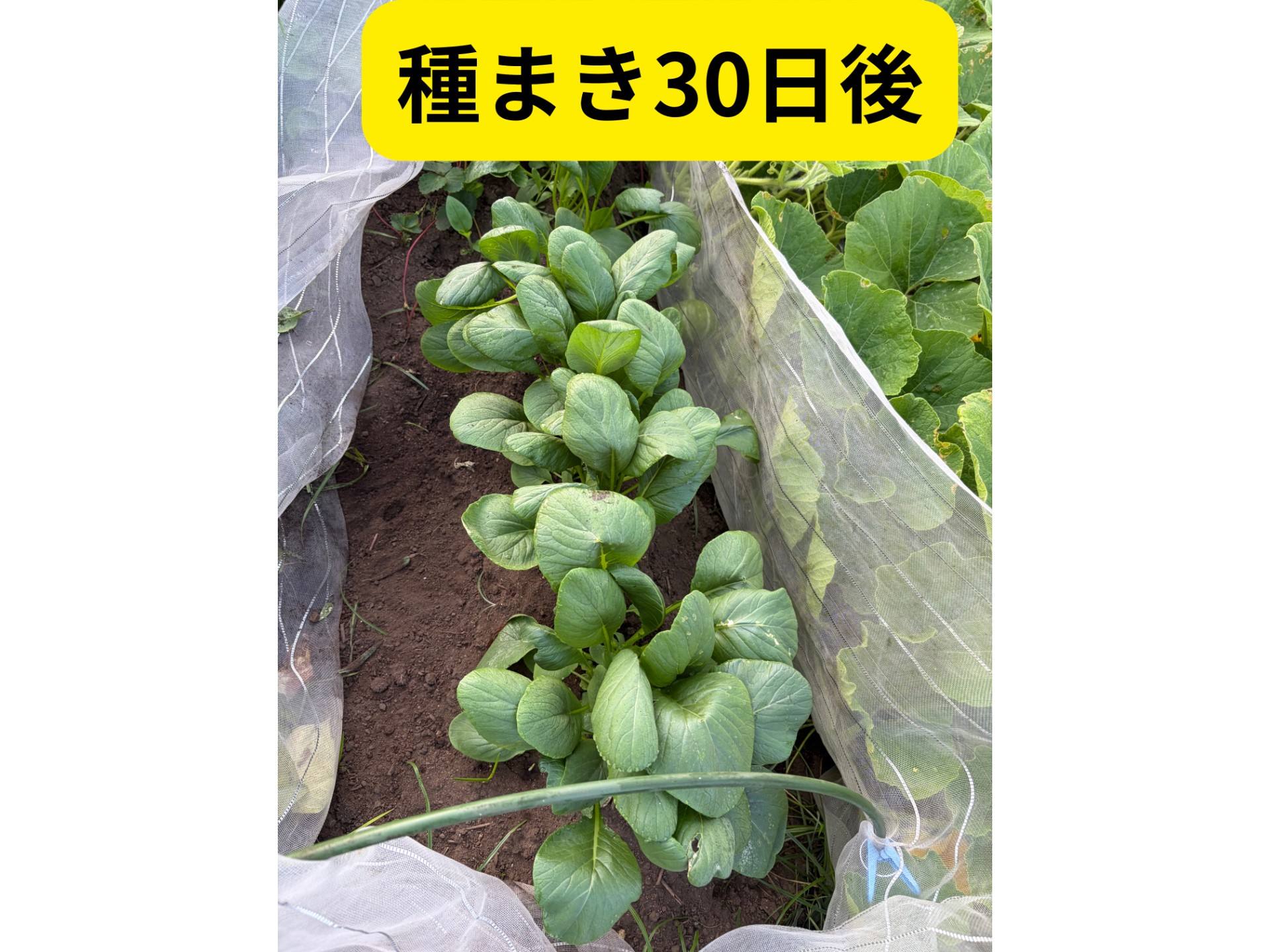 畑の写真