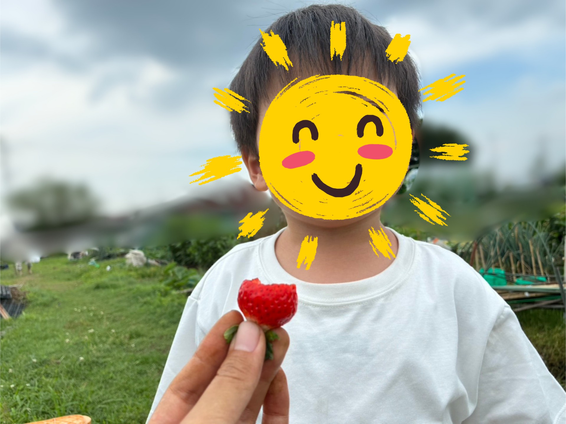 畑の写真