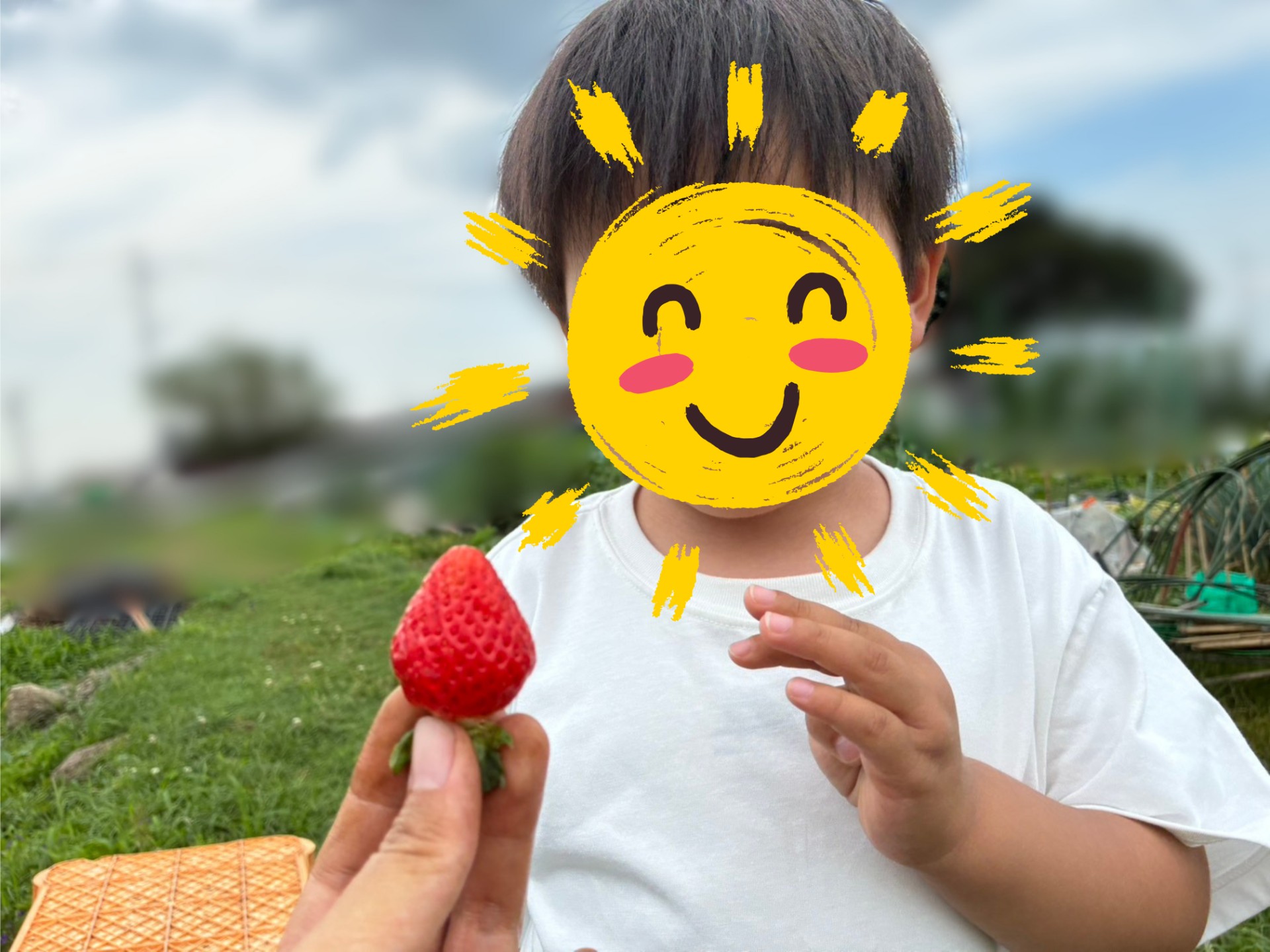 畑の写真