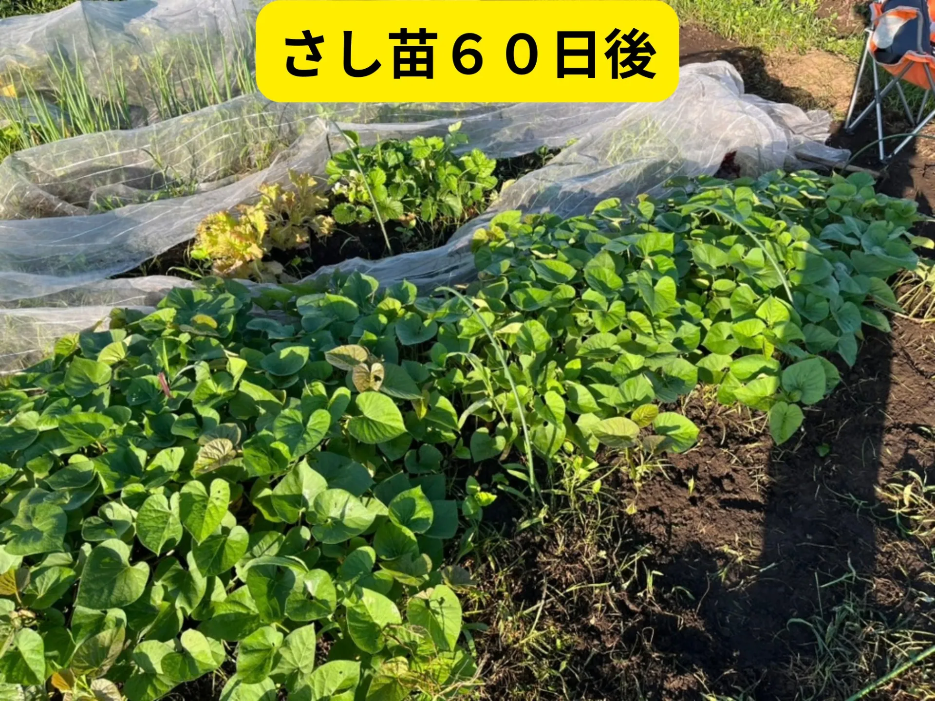 畑の写真