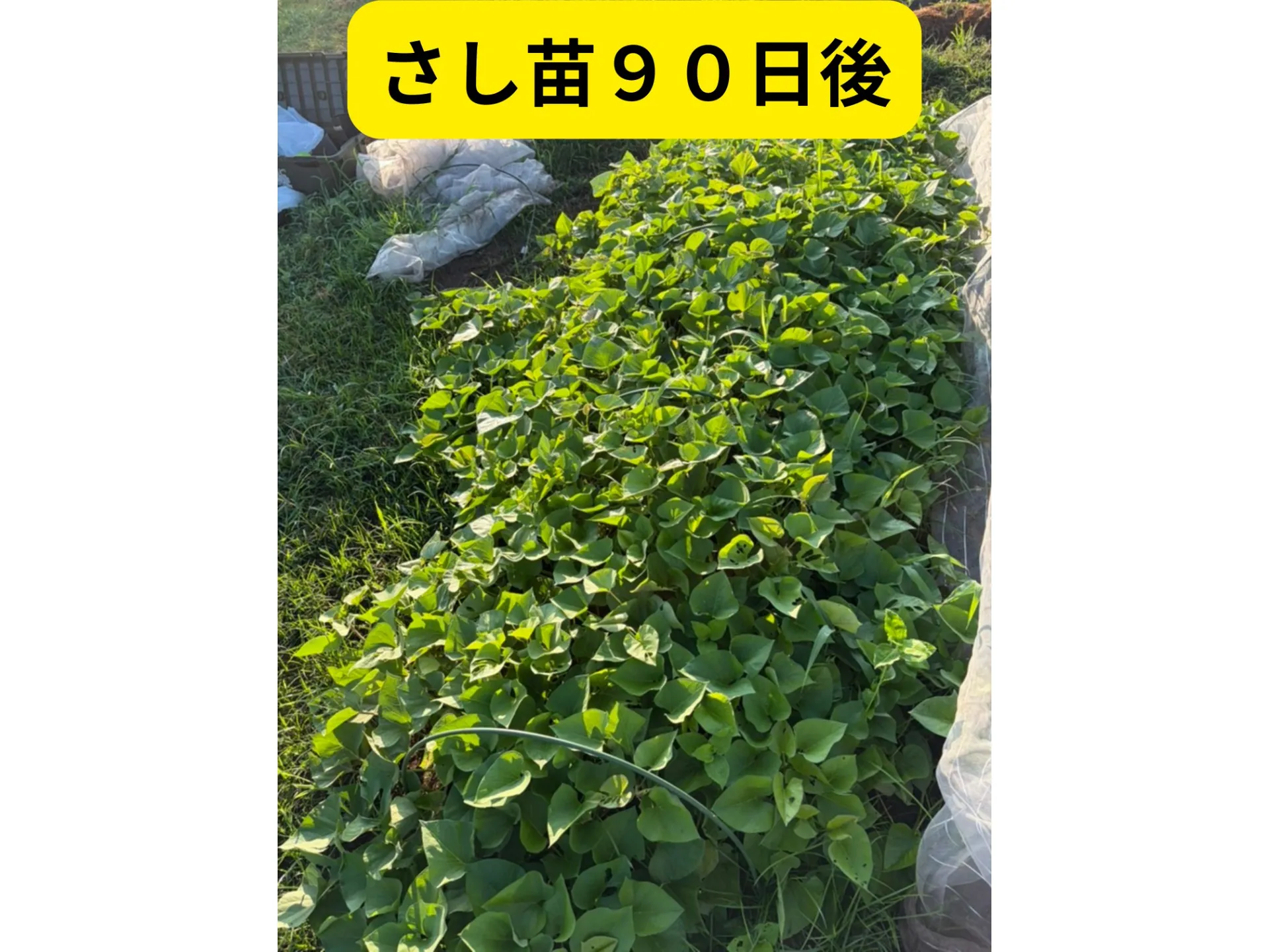 畑の写真