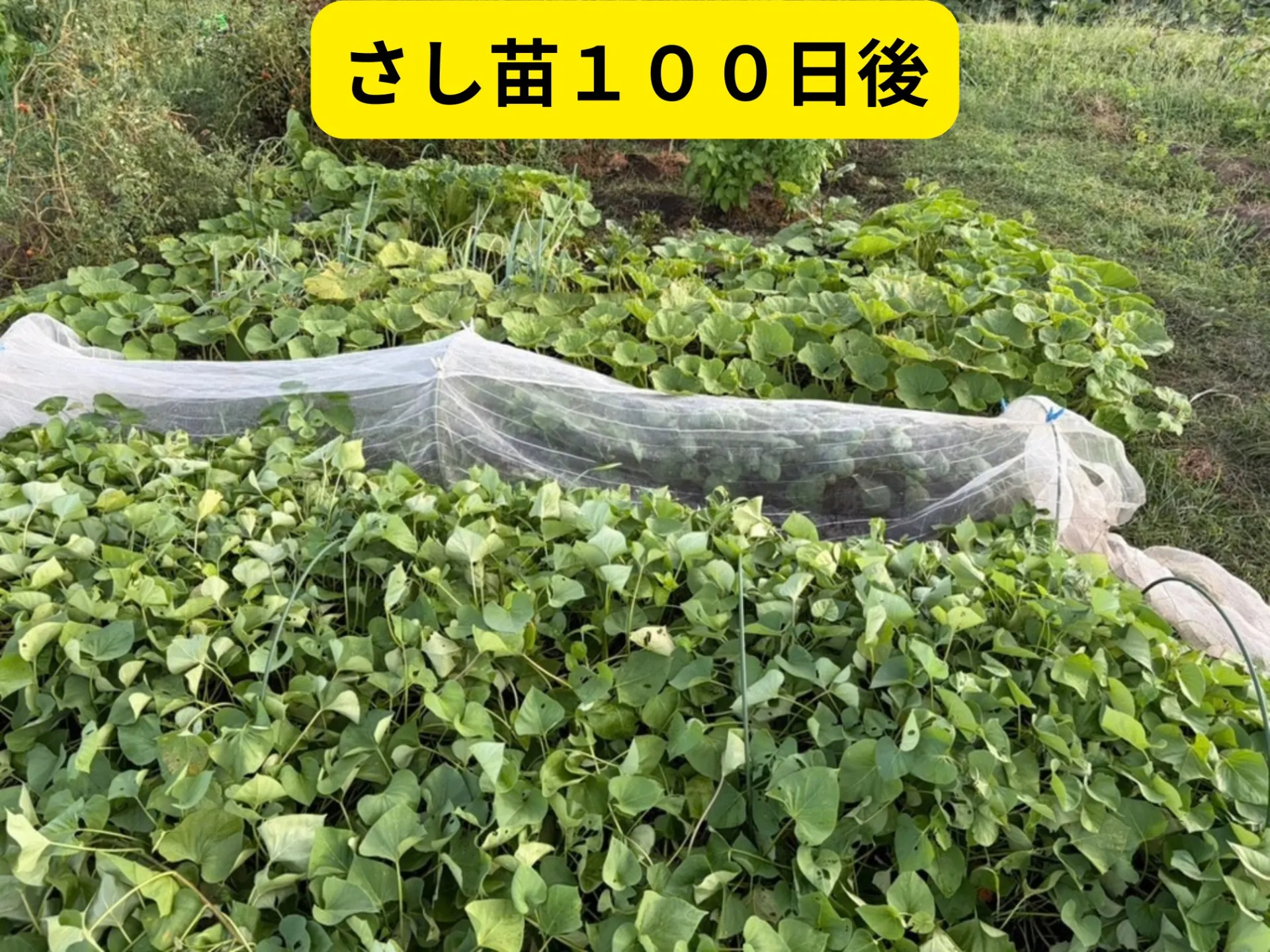 畑の写真
