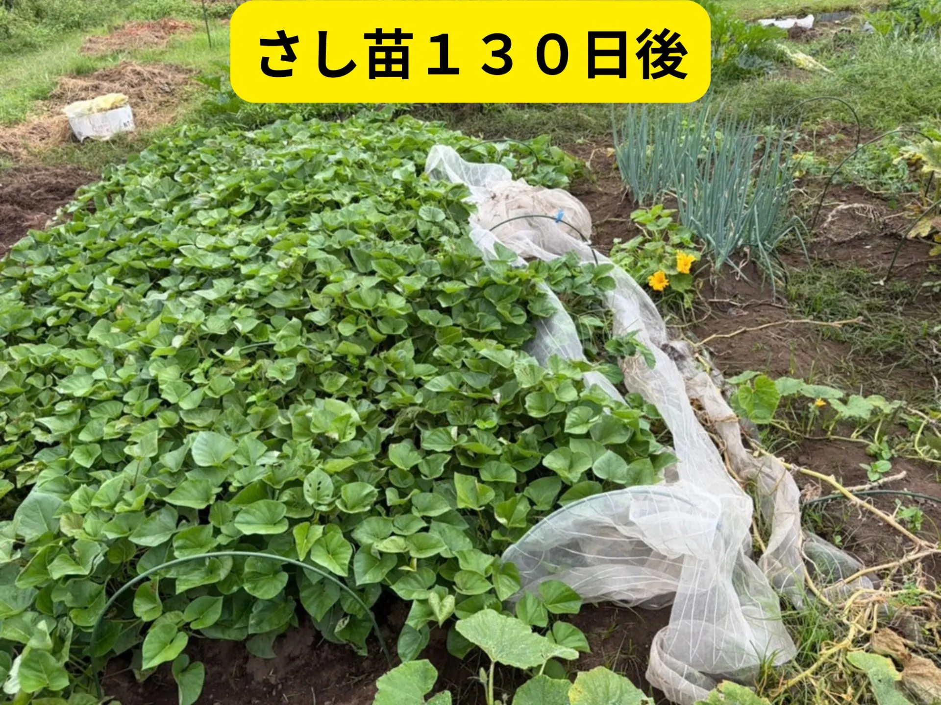 畑の写真