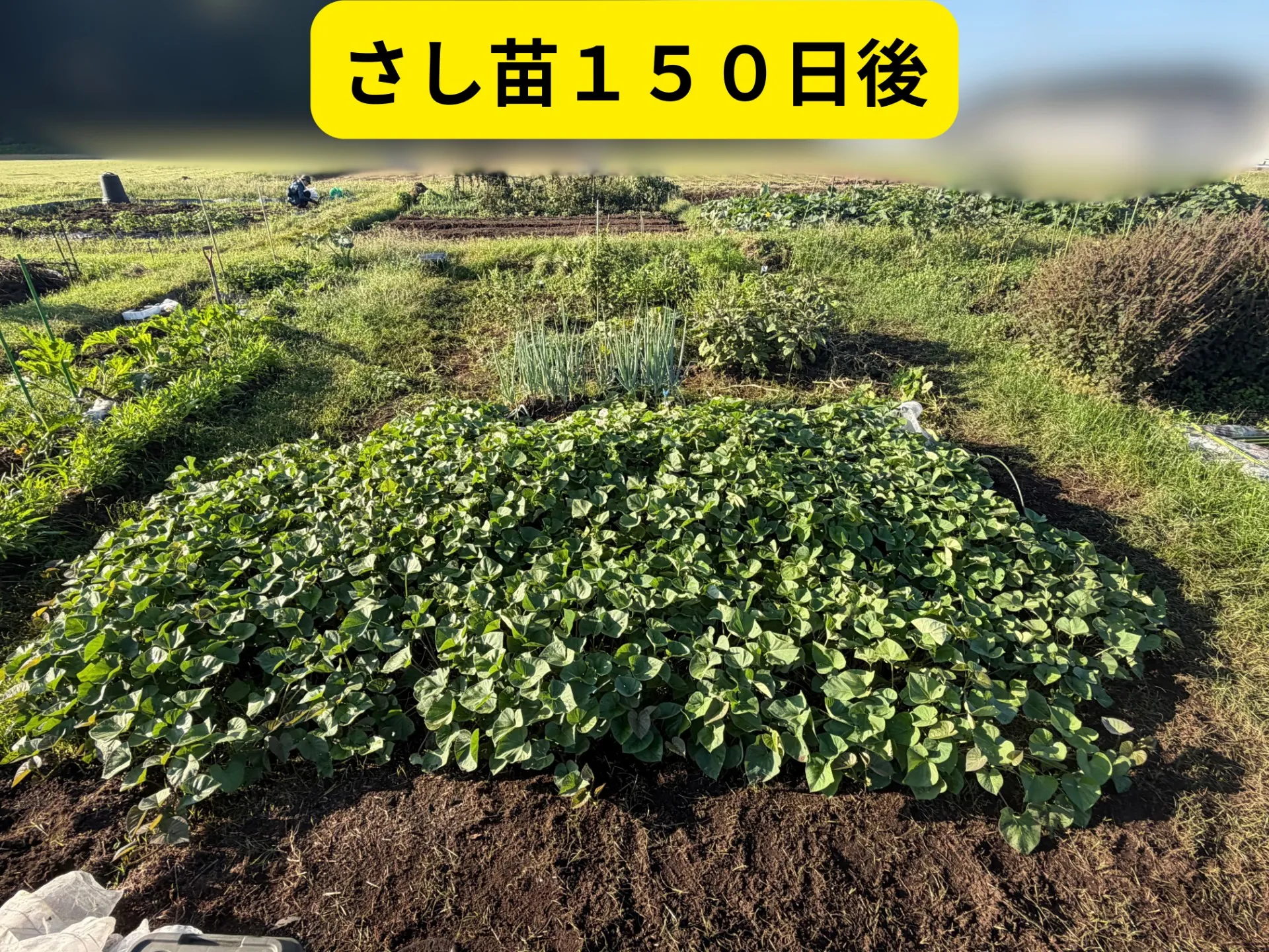畑の写真